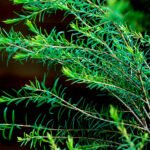 Airy Fit Sheet Mask (Tea Tree) - immagine 2